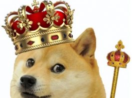 doge coin its good to be king